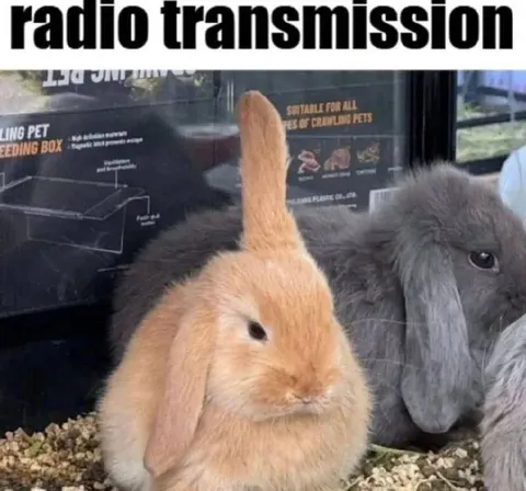 Radio Transmission Rabbits