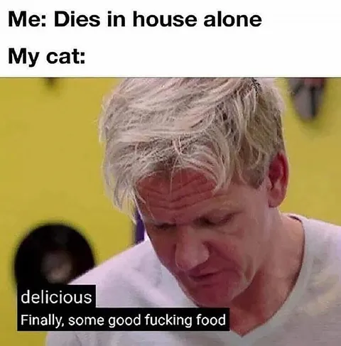 Cat Enjoys Life After I Die