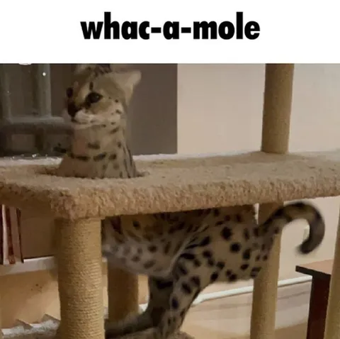 Cat Playing Whac-a-Mole
