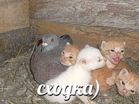 Сходка голубя и котят