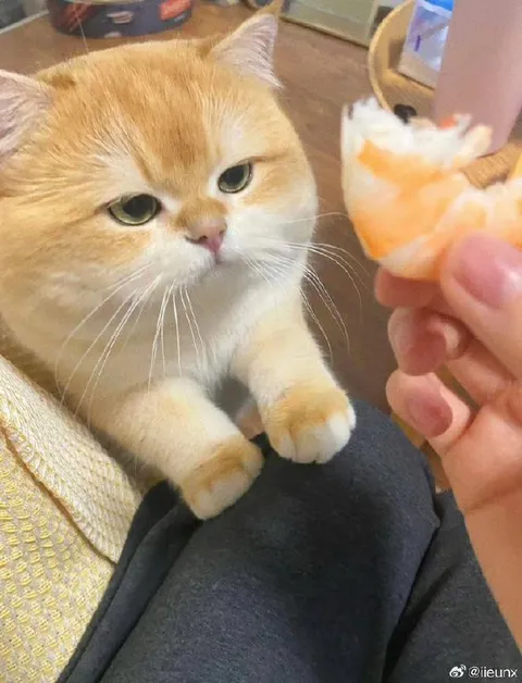 Кот просит кусочек креветки