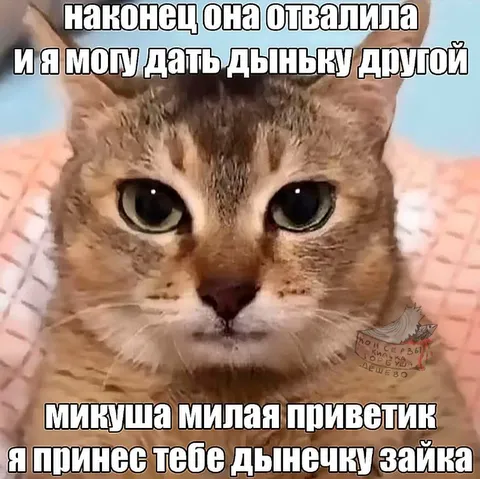 Кот принёс дынечку зайке