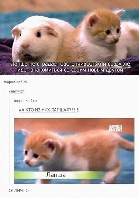 Лапша знакомится с котёнком