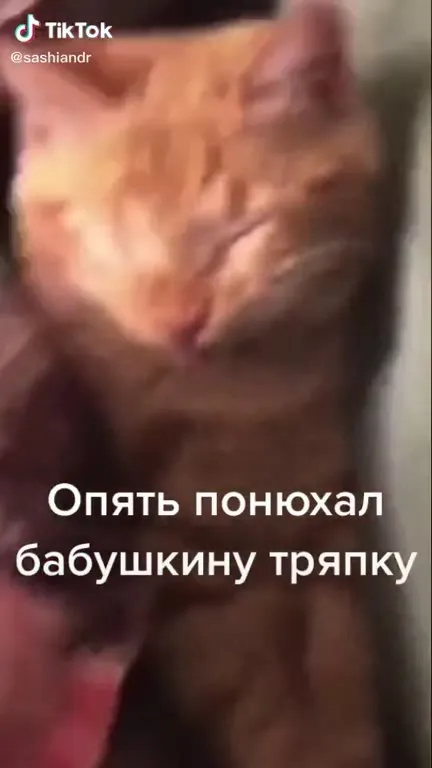 Кот снова нюхает тряпку