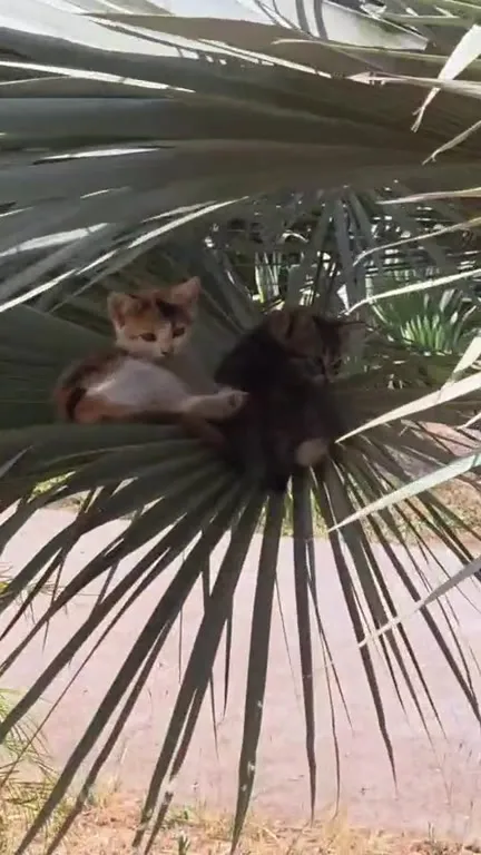 Котята на пальмовом веере