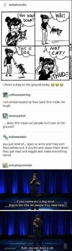 How to Put Down a Cat