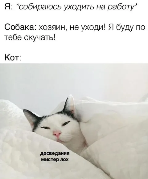 Кот не скучает по хозяину