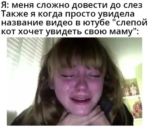 Слепой кот хочет увидеть маму