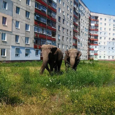 Слоны во дворе многоэтажки