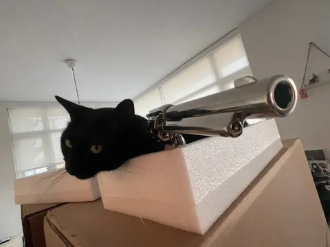 Кот-труба