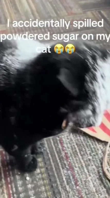 Powdered Sugar Cat Meltdown