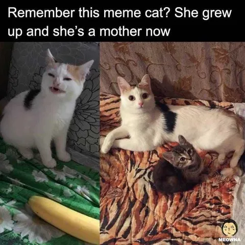 Remember This Meme Cat