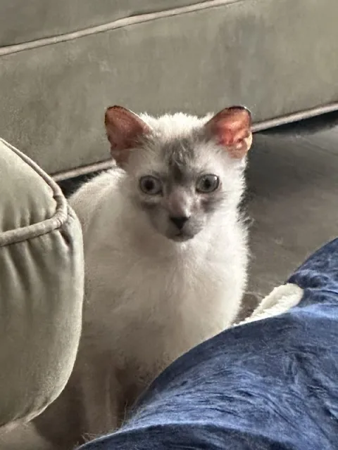 Котёнок с тревожным взглядом