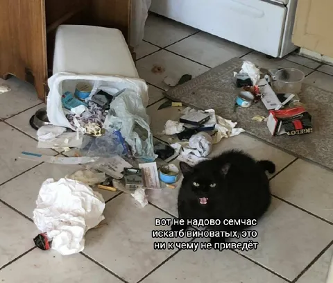 Кот не виноват в беспорядке