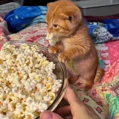 Котёнок ест попкорн