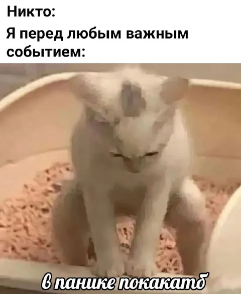 Кот перед важным событием