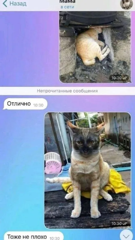 Мама оценила фотографии котов