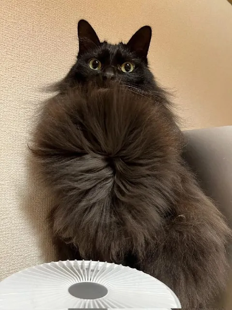 Кот с идеальной бородой