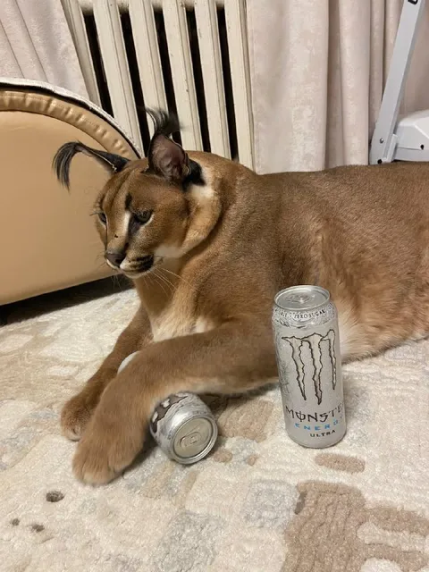 Caracal With Monster Energy