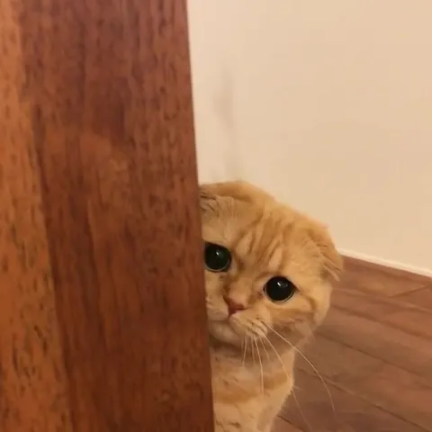 Котик выглядывает из-за двери
