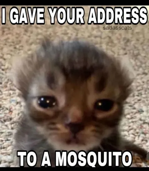 I Gave Your Address to a Mosquito