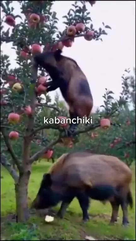 Кабанчики наслаждаются грязью