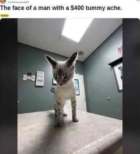 $400 Tummy Ache Cat
