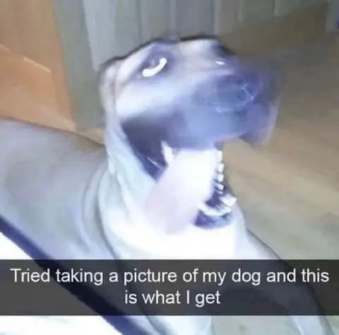 Blurry Dog Photo Fail