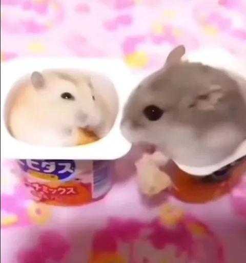 Хомяк ворует еду у другого хомяка
