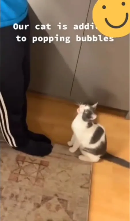Cat Addicted to Popping Bubbles