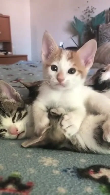 Котёнок держит котёнка