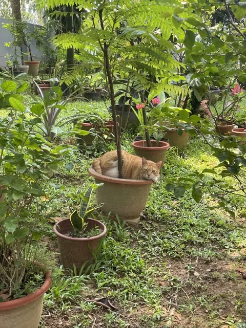Кот в цветочном горшке