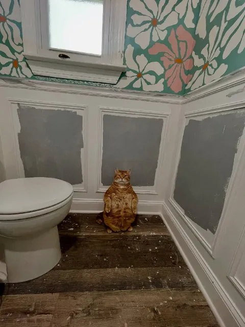 Кот сидит в туалете