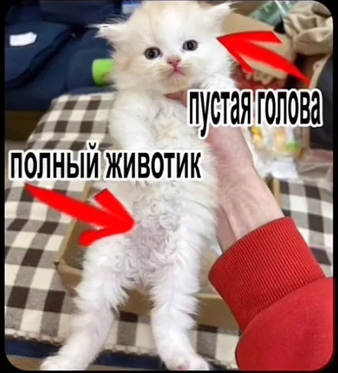 Пустая голова, полный животик
