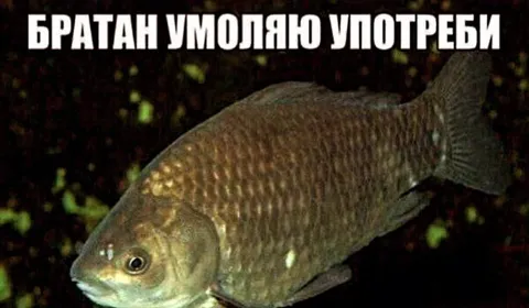 Братан умоляю употреби