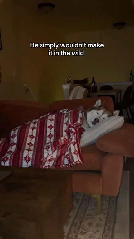 Dog Wouldn't Survive the Wild