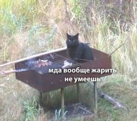 Кот критикует шашлык