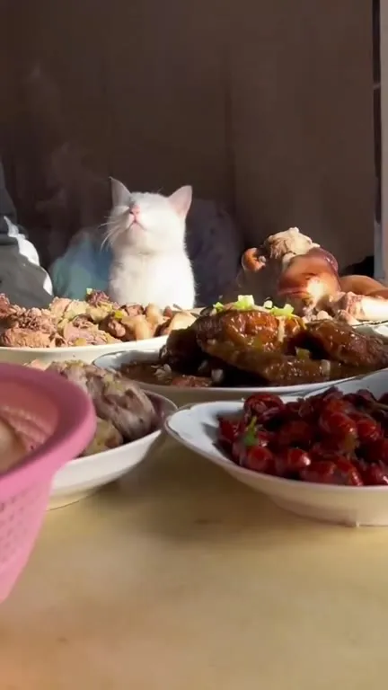 Кот наслаждается праздничным застольем