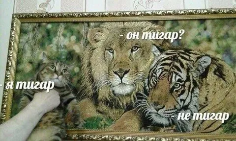 Он тигар? Не тигар