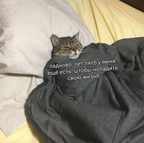 Кот откладывает жизнь на пять лет