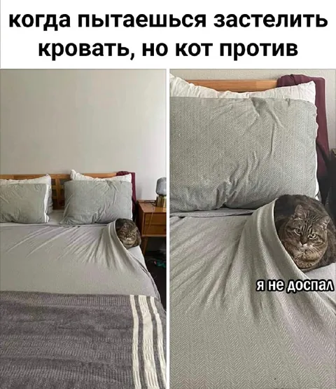 Кот не дает застелить кровать