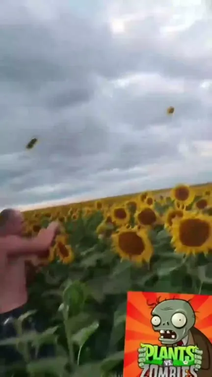 Man Battles the Sunflower Horde