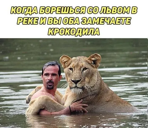 Когда дерёшься со львом