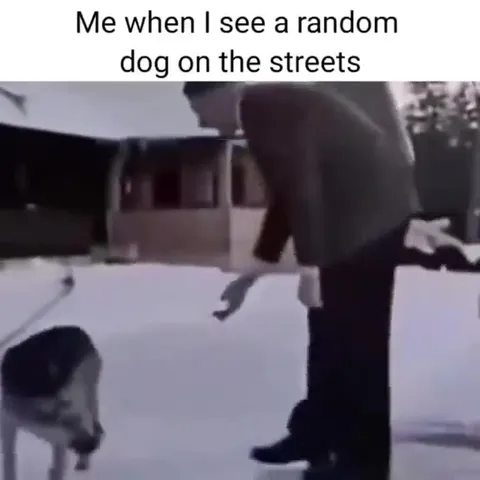 When You See a Random Dog