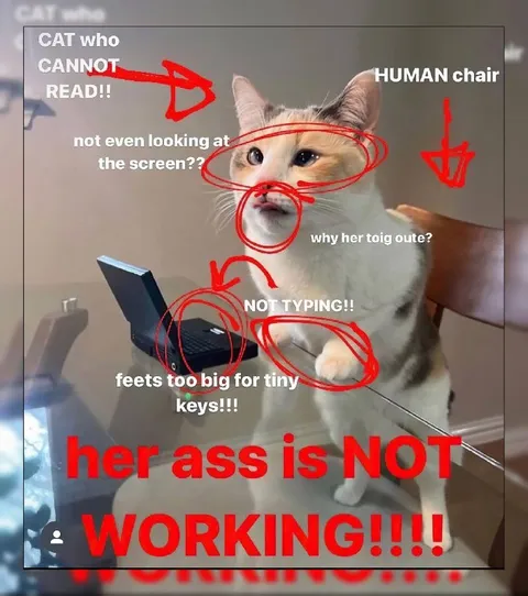 Cat Cannot Work the Tiny Keyboard