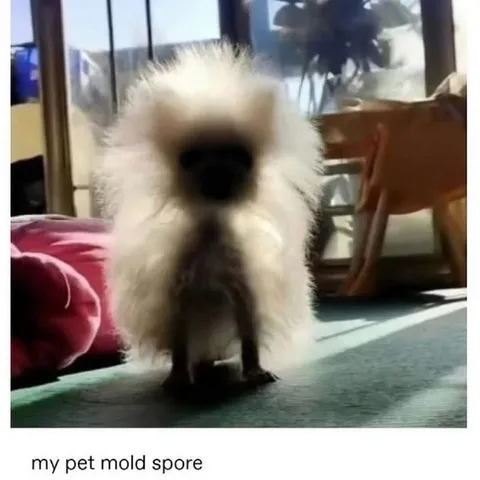 My Pet Mold Spore
