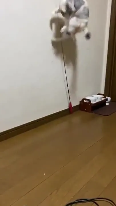 Кот охотится на игрушку