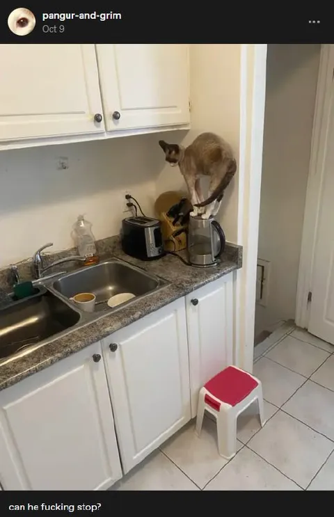 Cat Won't Stop Climbing