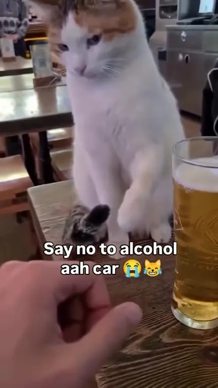 Cat Says No to Alcohol