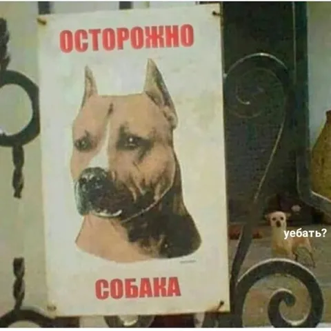 Осторожно, собака уебать?